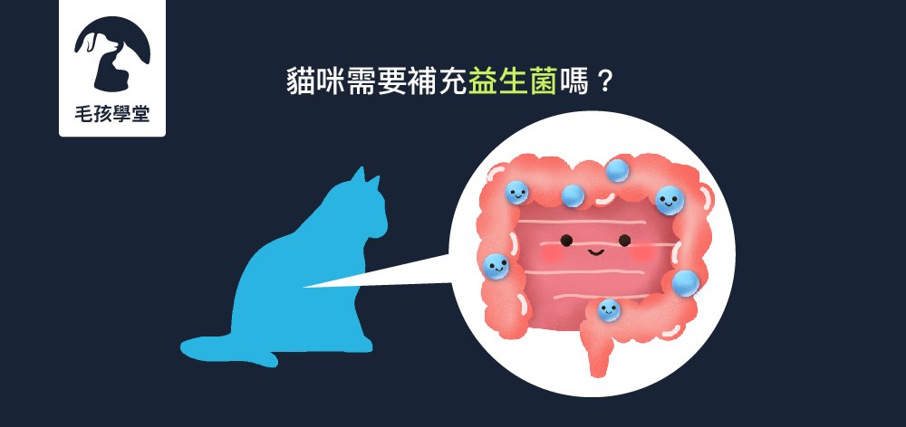 貓咪需要補充益生菌嗎？什麼情形的貓咪適合補充益生菌呢？五分鐘帶你快速了解！